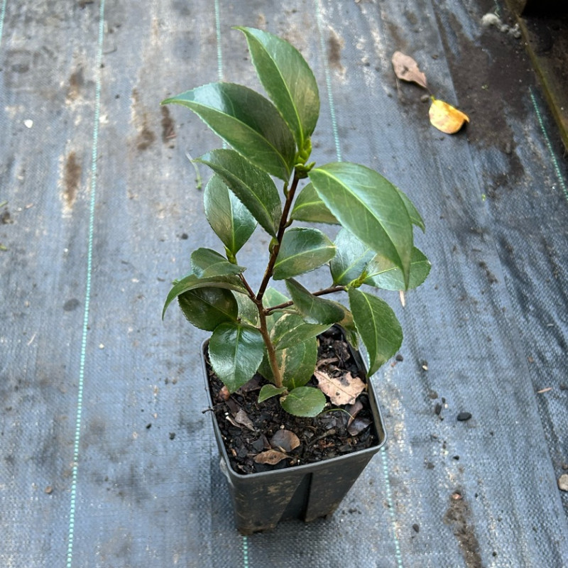 Camelia Japónica 50 cm – Flor a Definir