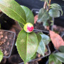 Camelia Japónica 50 cm – Flor a Definir
