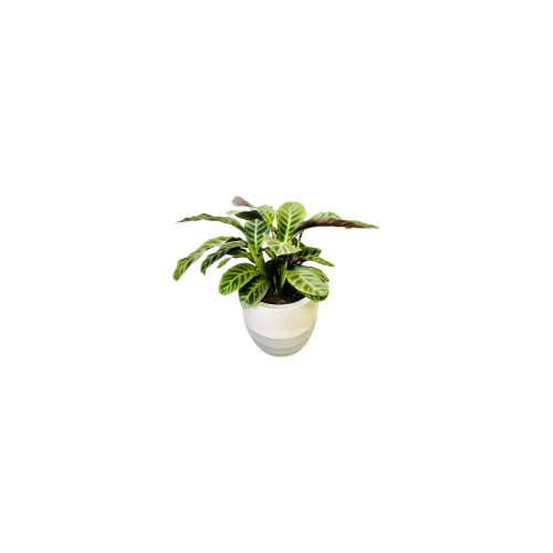 Calathea Zebrina