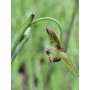 Gilliesia graminea, flor
