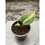 Philodendron Cordatum Brasil