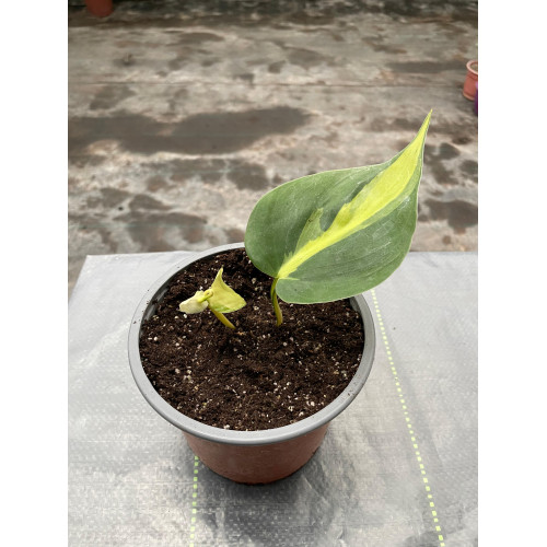 Philodendron Cordatum Brasil