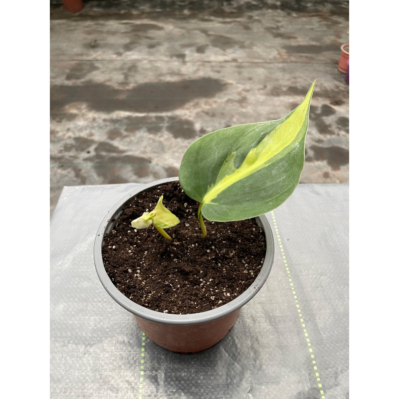 Philodendron Cordatum Brasil