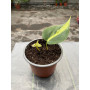 Philodendron Cordatum Brasil