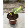 Philodendron Cordatum Brasil