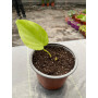 Philodendron Cordatum Lemon