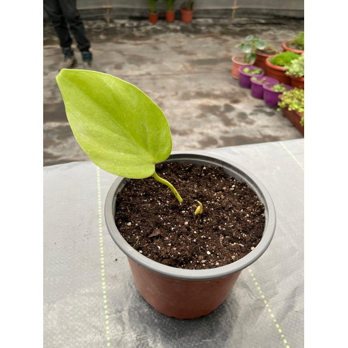 Philodendron Cordatum Lemon