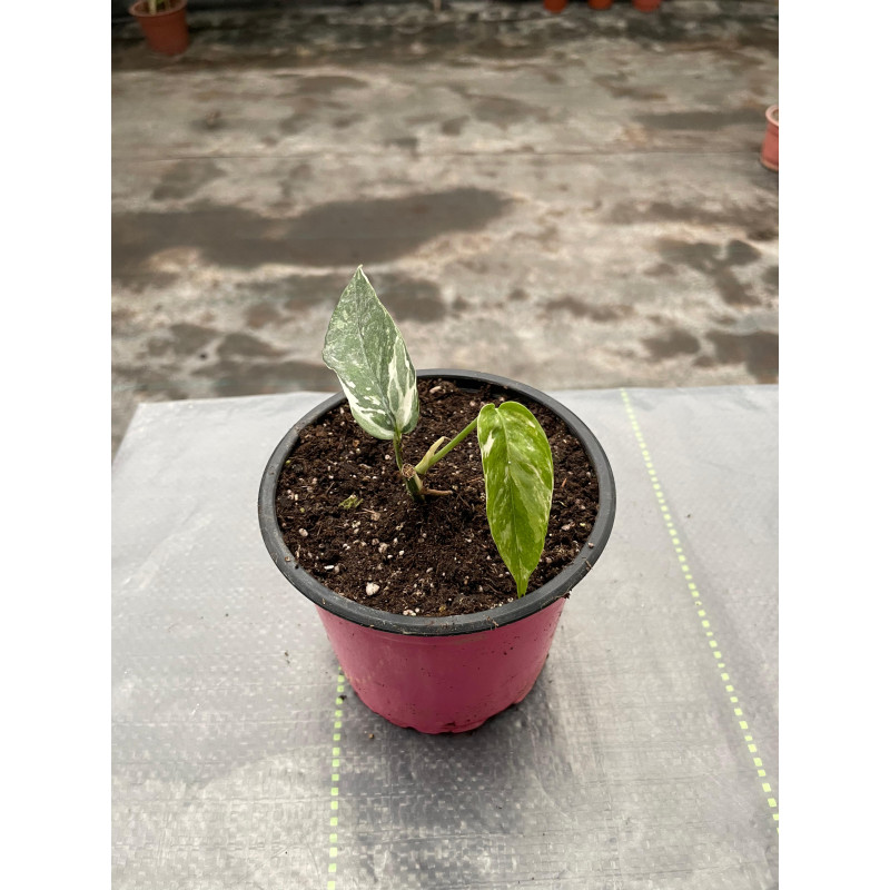 Epipremnum pinnatum Variegado