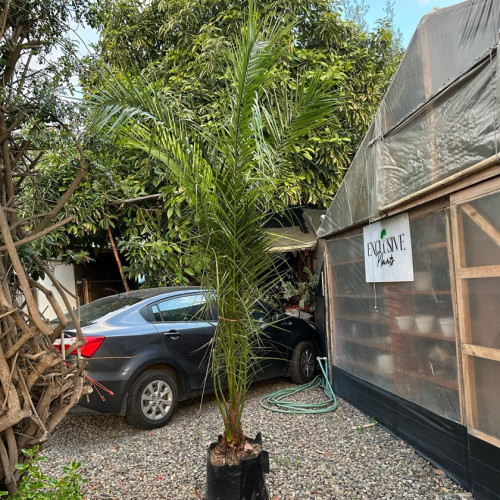 Palmera Fénix 3 Metros – Gran Porte