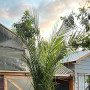 Palmera Fénix 3 Metros – Gran Porte