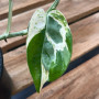 Scindapsus N´joys