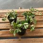 Scindapsus N´joys