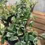 Scindapsus N´joys