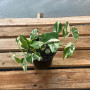 Scindapsus N´joys