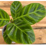 Calathea Zebrina — Calathea Zebrina precio Chile comprar online