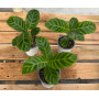 Calathea Zebrina — Calathea Zebrina precio Chile comprar online