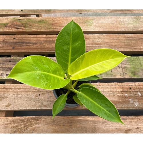 Philodendron Imperial Golden