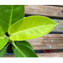 Philodendron Imperial Golden