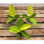 Philodendron Imperial Golden