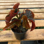 Begonia Cracklin Rose (S)