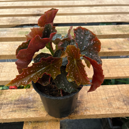 Begonia Cracklin Rose (S)