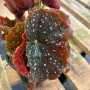 Begonia Cracklin Rose (S)