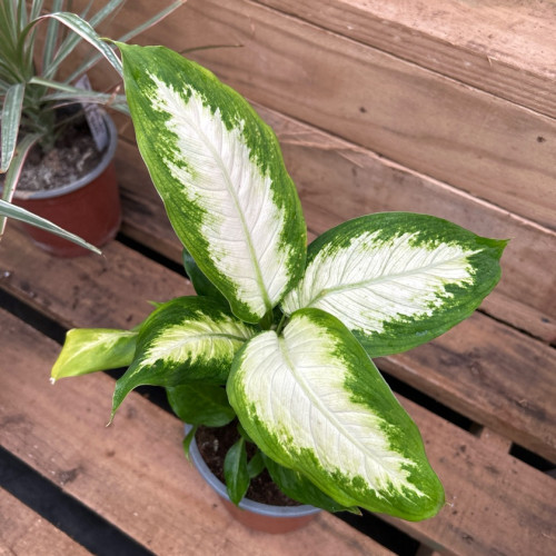 Dieffenbachia Mariana