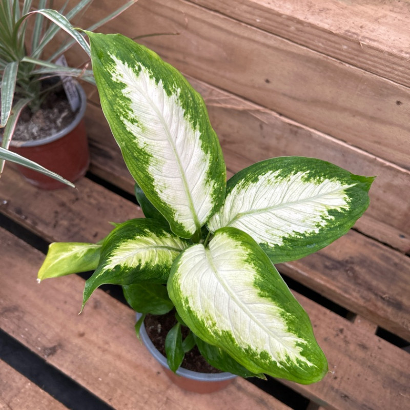 Dieffenbachia Mariana