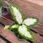 Dieffenbachia Mariana