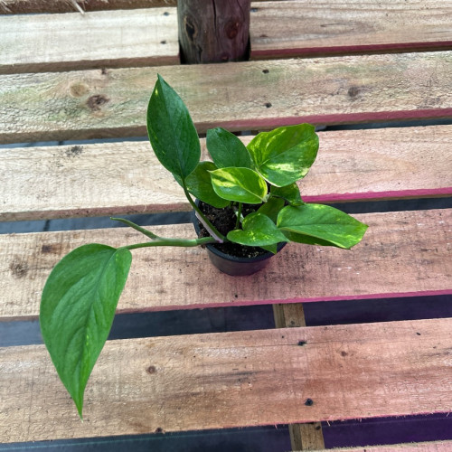 Scindapsus Golden (S) — Scindapsus Golden planta interior compra Chile