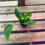 Scindapsus Golden (S) — Scindapsus Golden planta interior compra Chile