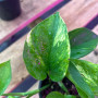 Scindapsus Golden (S) — Scindapsus Golden planta interior compra Chile