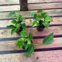 Scindapsus Golden (S) — Scindapsus Golden planta interior compra Chile