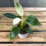 Philodendron Birkin