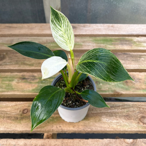 Philodendron Birkin