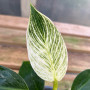 Philodendron Birkin