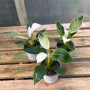 Philodendron Birkin