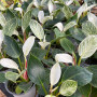 Philodendron Birkin