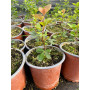 Rhus