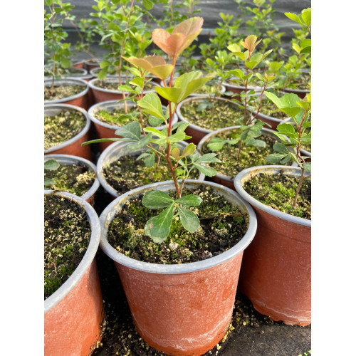 Rhus