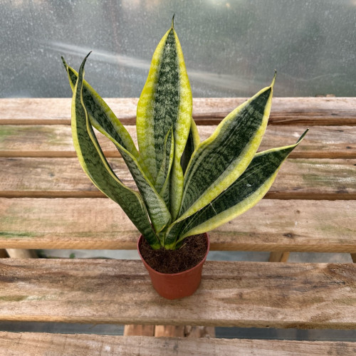 Sansevieria Superba