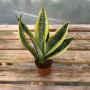 Sansevieria Superba