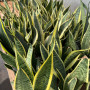 Sansevieria Superba Lengua de suegra