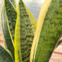 Sansevieria Superba Lengua de suegra