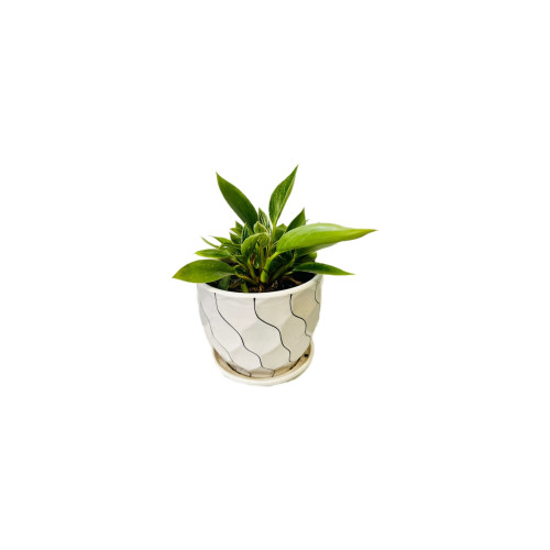 Philodendron Birkin