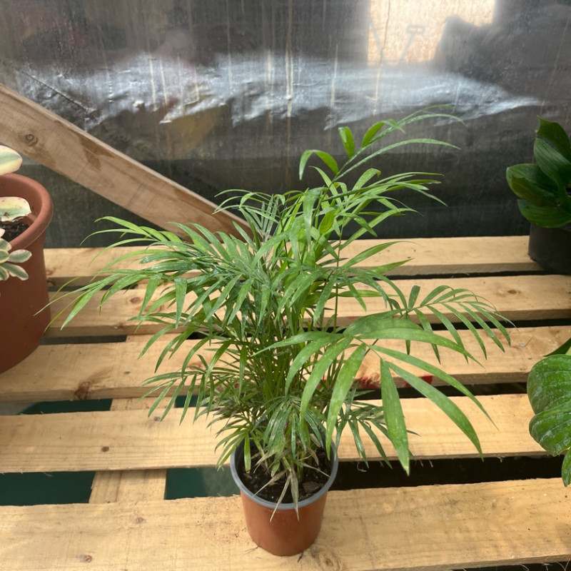 Palmera Chamadorea — palmera chamadorea precio chile