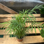 Palmera Chamadorea — palmera chamadorea precio chile