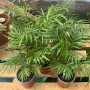 Palmera Chamadorea — palmera chamadorea precio chile