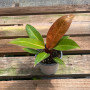 Philodendron Prince Of Orange — philodendron prince of orange comprar chile