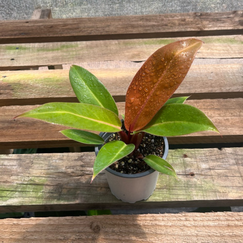 Philodendron Prince Of Orange — philodendron prince of orange comprar chile